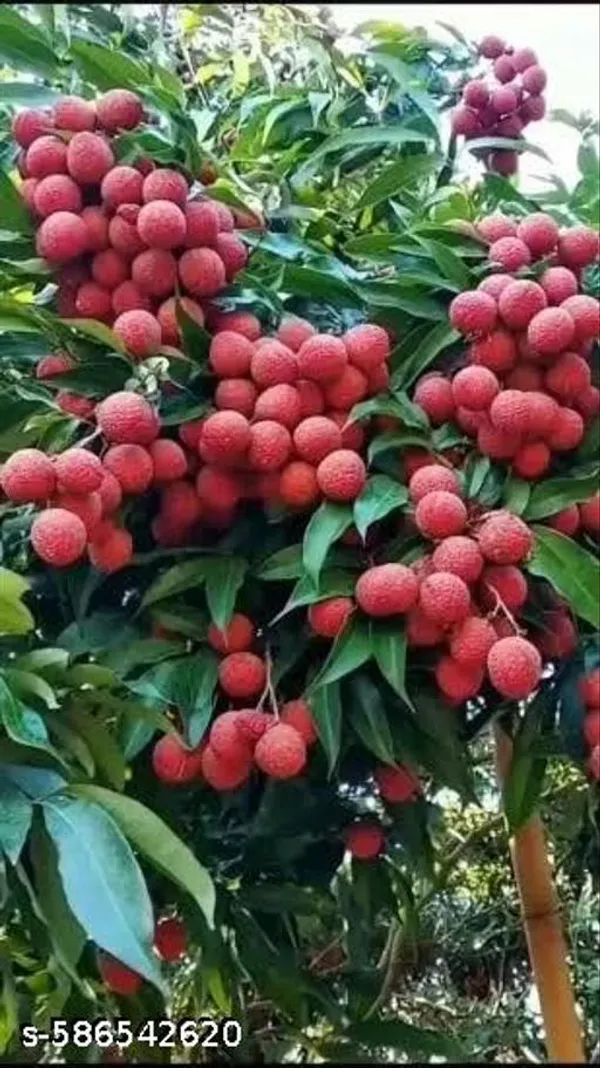 Muzaffarpur_Shahi_Litchi_Fruit_Plant_Lychee