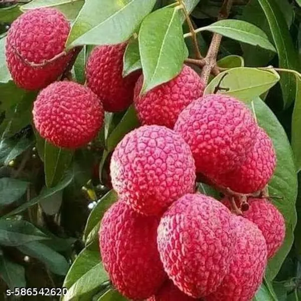 Muzaffarpur_Shahi_Litchi_Fruit_Plant_Lychee
