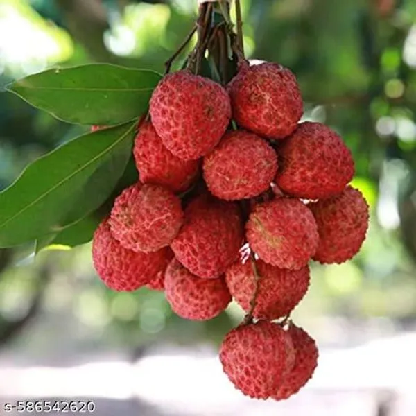 Muzaffarpur_Shahi_Litchi_Fruit_Plant_Lychee