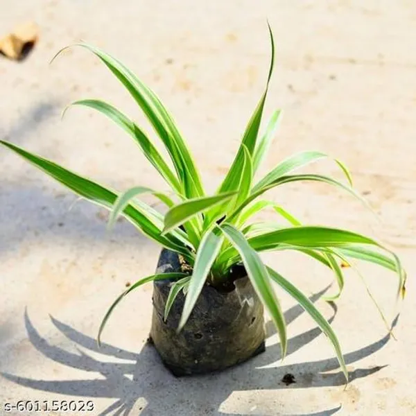 Indoor_Spider_Plant_Best_Indoor_Plant_Best_Selling_Spider_Plant