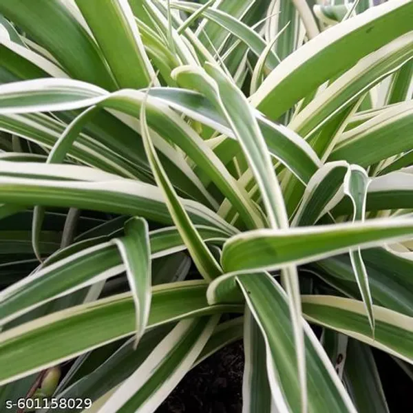 Indoor_Spider_Plant_Best_Indoor_Plant_Best_Selling_Spider_Plant