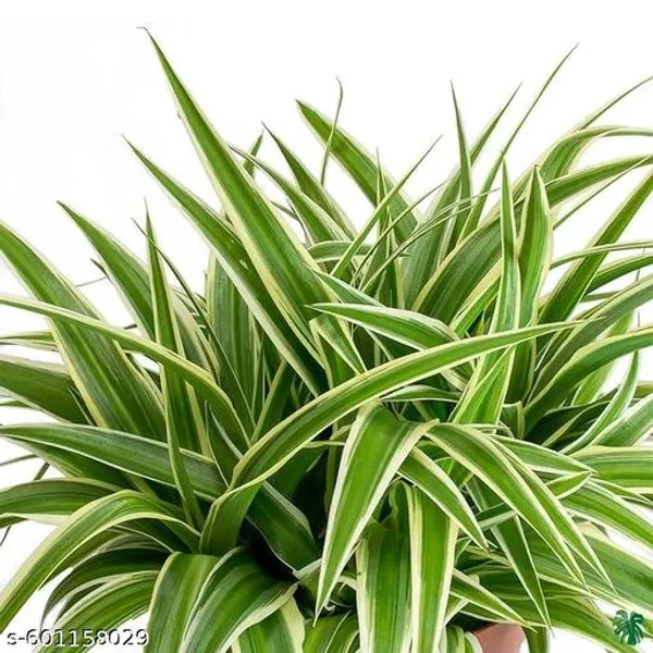 Indoor_Spider_Plant_Best_Indoor_Plant_Best_Selling_Spider_Plant