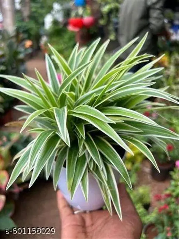 Indoor_Spider_Plant_Best_Indoor_Plant_Best_Selling_Spider_Plant