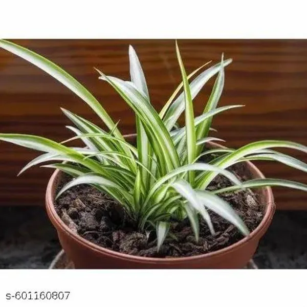 Indoor_Spider_Plant_Best_Quality_Indoor_Plant_Best_Selling_Spider_Plant