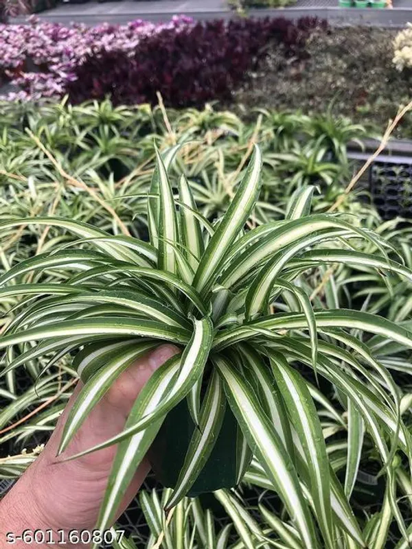Indoor_Spider_Plant_Best_Quality_Indoor_Plant_Best_Selling_Spider_Plant