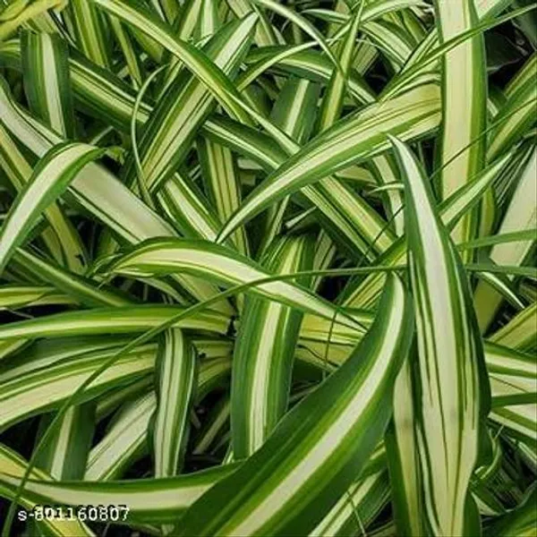 Indoor_Spider_Plant_Best_Quality_Indoor_Plant_Best_Selling_Spider_Plant