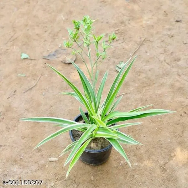 Indoor_Spider_Plant_Best_Quality_Indoor_Plant_Best_Selling_Spider_Plant