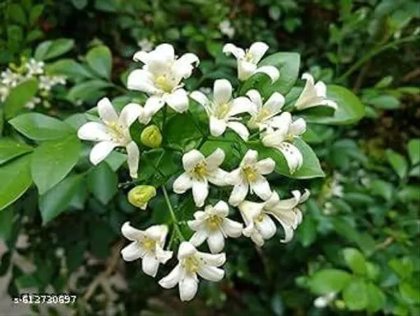 Kamini_Flower_Plant_Madhu_Kameni_Live_Plant_Best_Murraya_Early_Flowers_1_5_Feet_Tall_Live_Plants