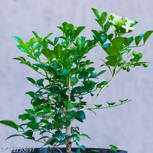 Kamini_Flower_Plant_Madhu_Kameni_Live_Plant_Best_Murraya_Early_Flowers_1_5_Feet_Tall_Live_Plants