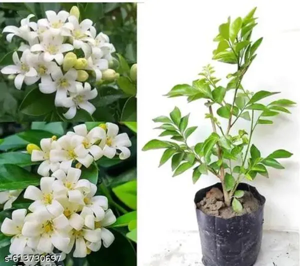 Kamini_Flower_Plant_Madhu_Kameni_Live_Plant_Best_Murraya_Early_Flowers_1_5_Feet_Tall_Live_Plants
