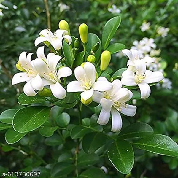 Kamini_Flower_Plant_Madhu_Kameni_Live_Plant_Best_Murraya_Early_Flowers_1_5_Feet_Tall_Live_Plants