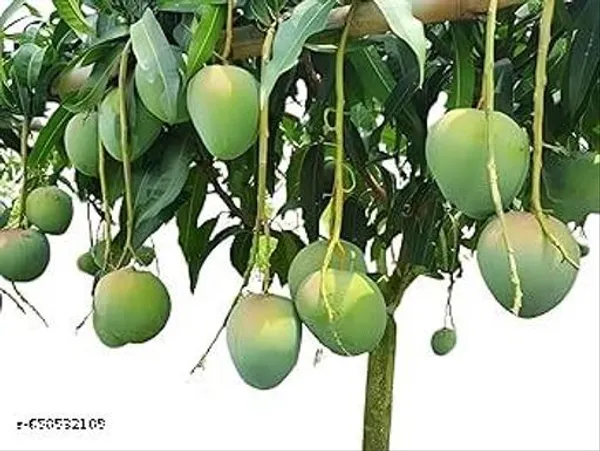 Bonsai_Alphonso_Mango_Live_Tree_Plant_Fast_Fruiting_In_2_3_Years_All_Time_Selling_Mango_Plant_Perfect_Your_Home_Garden