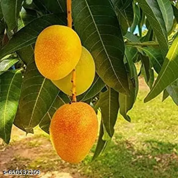 Bonsai_Alphonso_Mango_Live_Tree_Plant_Fast_Fruiting_In_2_3_Years_All_Time_Selling_Mango_Plant_Perfect_Your_Home_Garden