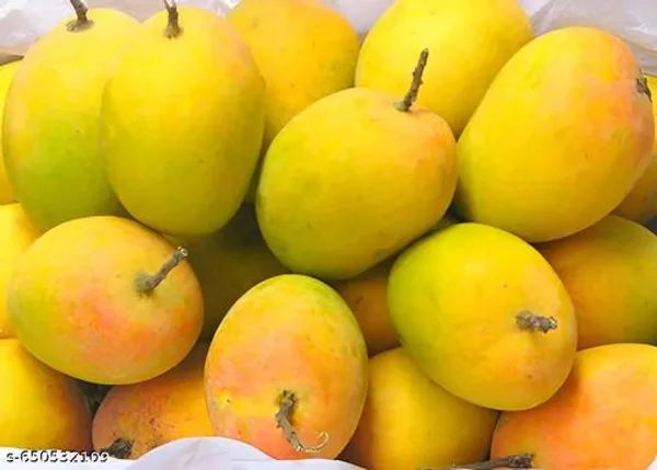 Bonsai_Alphonso_Mango_Live_Tree_Plant_Fast_Fruiting_In_2_3_Years_All_Time_Selling_Mango_Plant_Perfect_Your_Home_Garden