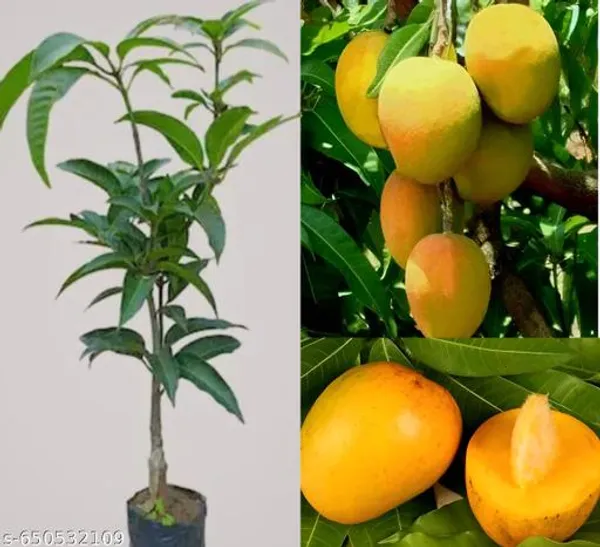 Bonsai_Alphonso_Mango_Live_Tree_Plant_Fast_Fruiting_In_2_3_Years_All_Time_Selling_Mango_Plant_Perfect_Your_Home_Garden