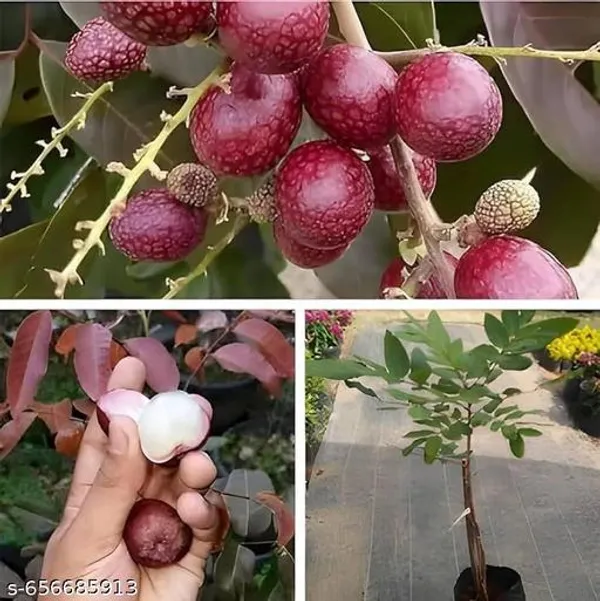 Ruby_Red_Plus_Dragon_Eye_Longan_Fruit_Plant_Rare_Sweet_Dimocarpus_Longan_Tree
