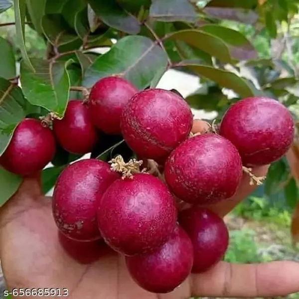 Ruby_Red_Plus_Dragon_Eye_Longan_Fruit_Plant_Rare_Sweet_Dimocarpus_Longan_Tree