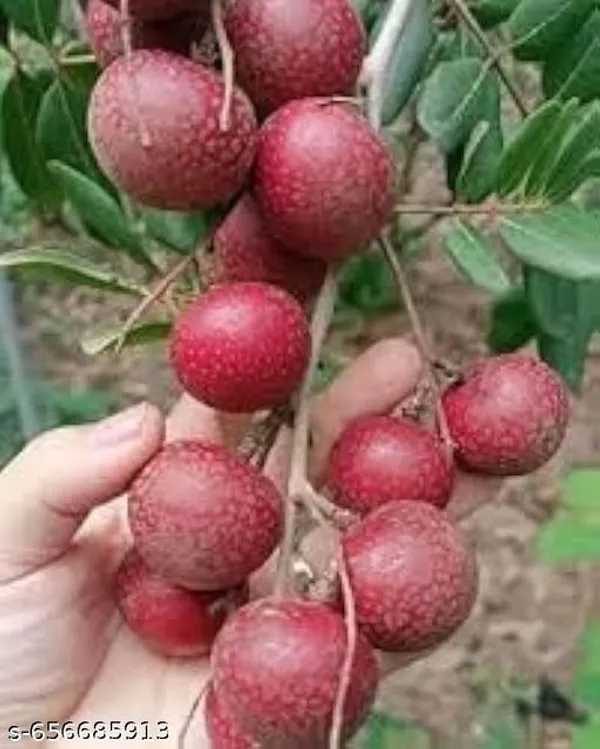 Ruby_Red_Plus_Dragon_Eye_Longan_Fruit_Plant_Rare_Sweet_Dimocarpus_Longan_Tree