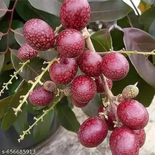 Ruby_Red_Plus_Dragon_Eye_Longan_Fruit_Plant_Rare_Sweet_Dimocarpus_Longan_Tree