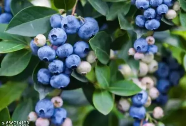 Blueberry_Plant_Blueberry_Plant_Thai_Varirety