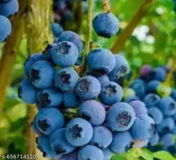 Blueberry_Plant_Blueberry_Plant_Thai_Varirety