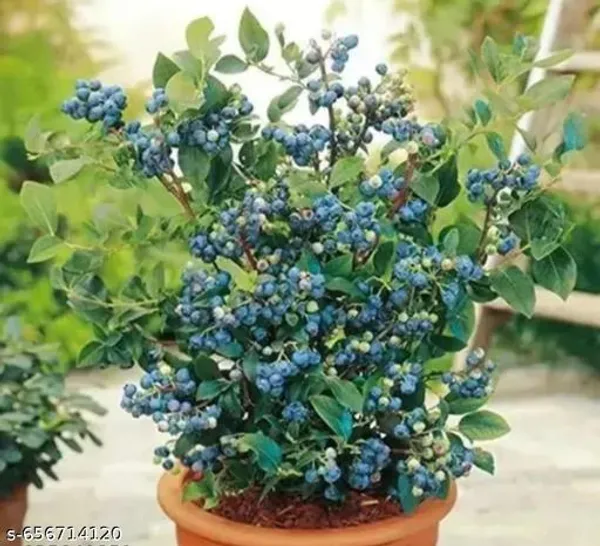 Blueberry_Plant_Blueberry_Plant_Thai_Varirety