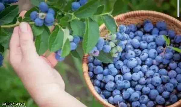 Blueberry_Plant_Blueberry_Plant_Thai_Varirety