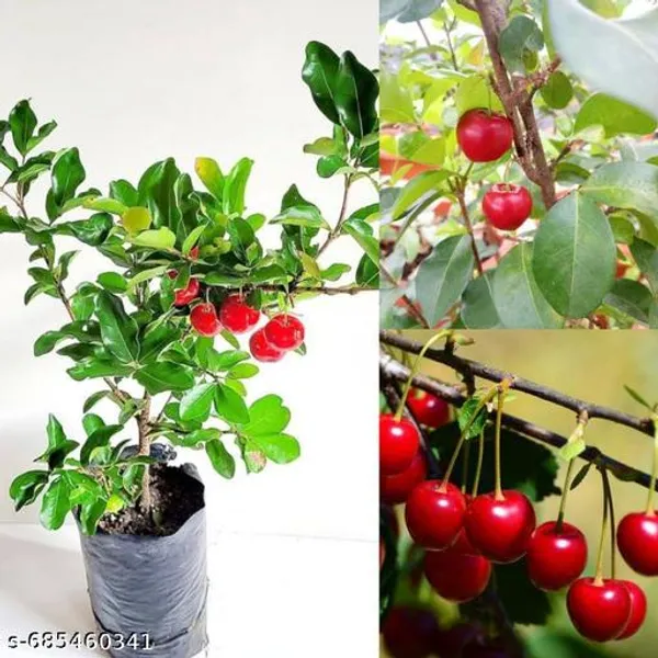Hybrid_Sweet_Cherry_Plant
