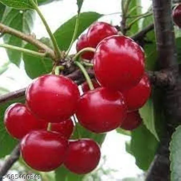 Hybrid_Sweet_Cherry_Plant