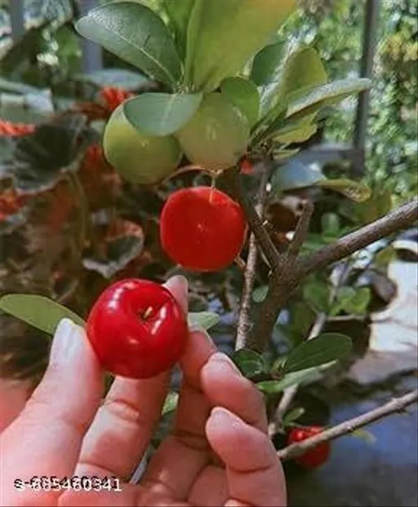 Hybrid_Sweet_Cherry_Plant