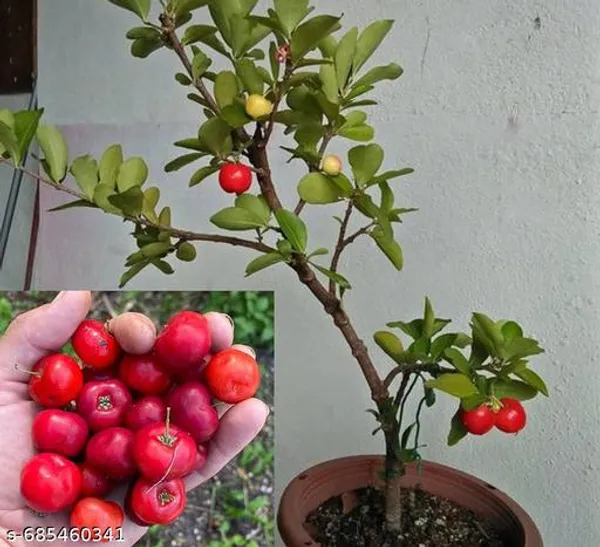 Hybrid_Sweet_Cherry_Plant
