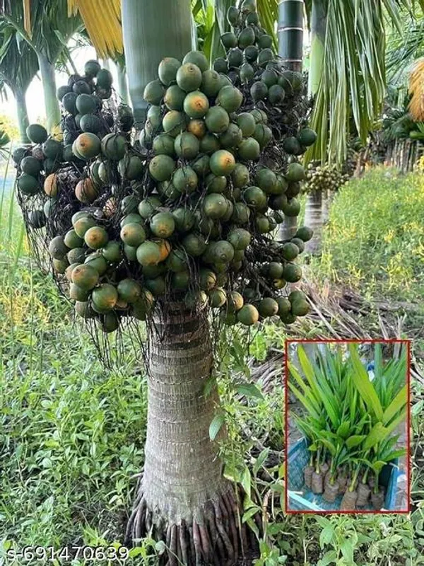 Batel_Nut_Hybrid_Supari_Plant_Best_Quality_Plant