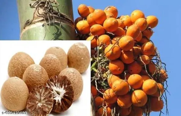 Batel_Nut_Hybrid_Supari_Plant_Best_Quality_Plant
