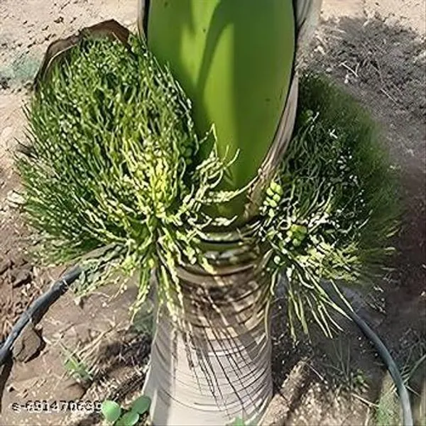 Batel_Nut_Hybrid_Supari_Plant_Best_Quality_Plant