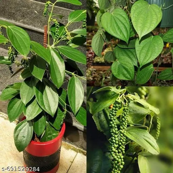 Black_Paper_Kali_Morichi_Super_Quality_Plant