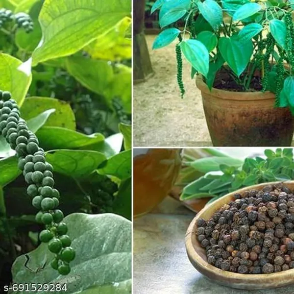 Black_Paper_Kali_Morichi_Super_Quality_Plant