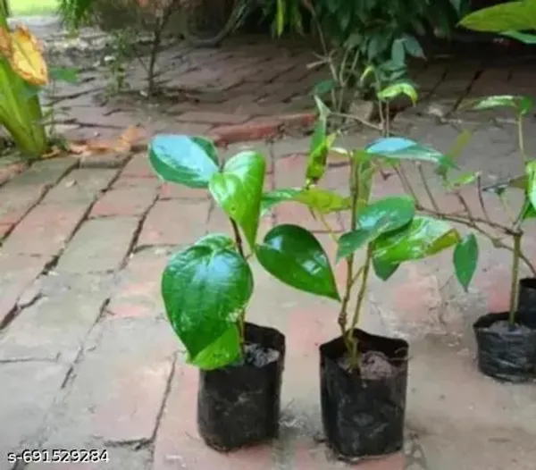 Black_Paper_Kali_Morichi_Super_Quality_Plant