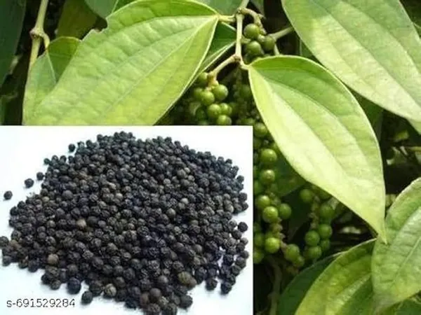 Black_Paper_Kali_Morichi_Super_Quality_Plant
