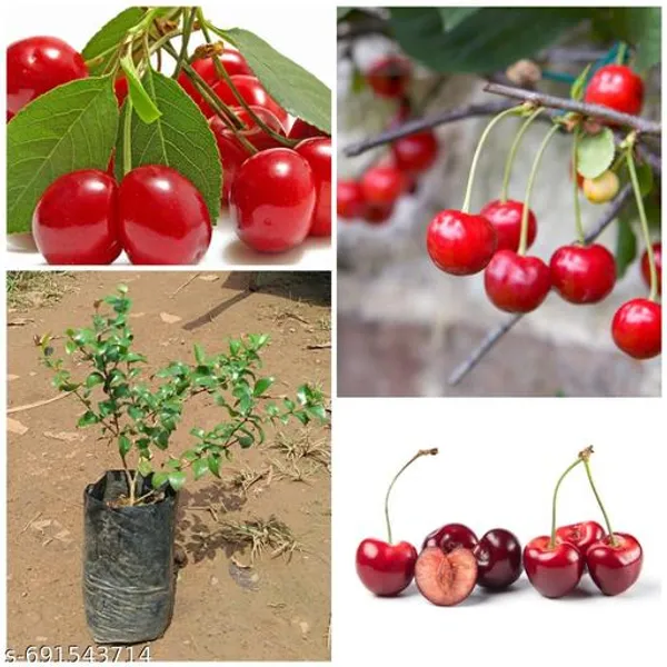 Trandy_New_Borbado_Cherry_Fruit_Plant