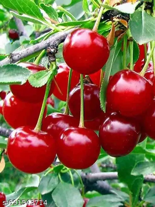 Trandy_New_Borbado_Cherry_Fruit_Plant