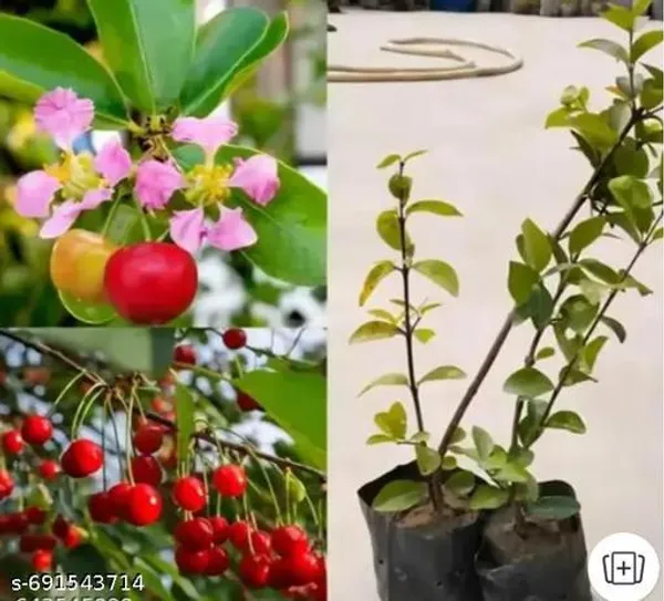 Trandy_New_Borbado_Cherry_Fruit_Plant