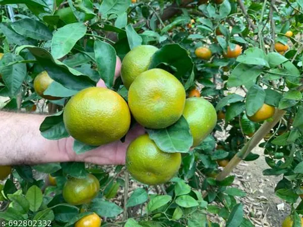 Orange_All_Time_Variety_Fruit_Live_Plants_Tree