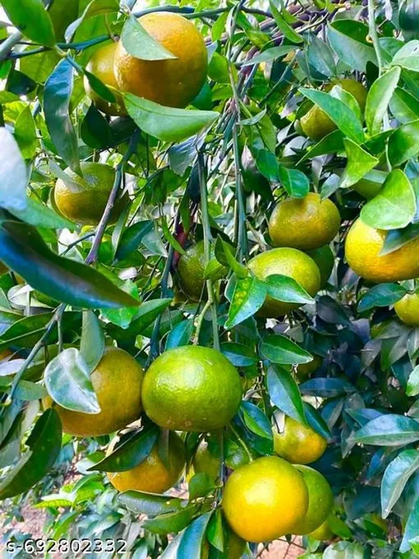 Orange_All_Time_Variety_Fruit_Live_Plants_Tree
