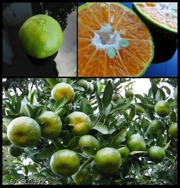 Orange_All_Time_Variety_Fruit_Live_Plants_Tree