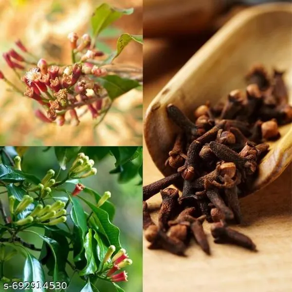 Hybrid_Clove_Live_Plant_Lobongo_Plant