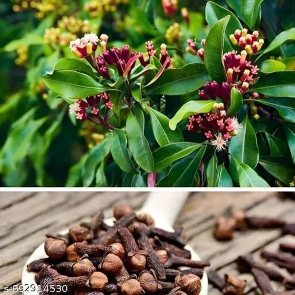 Hybrid_Clove_Live_Plant_Lobongo_Plant
