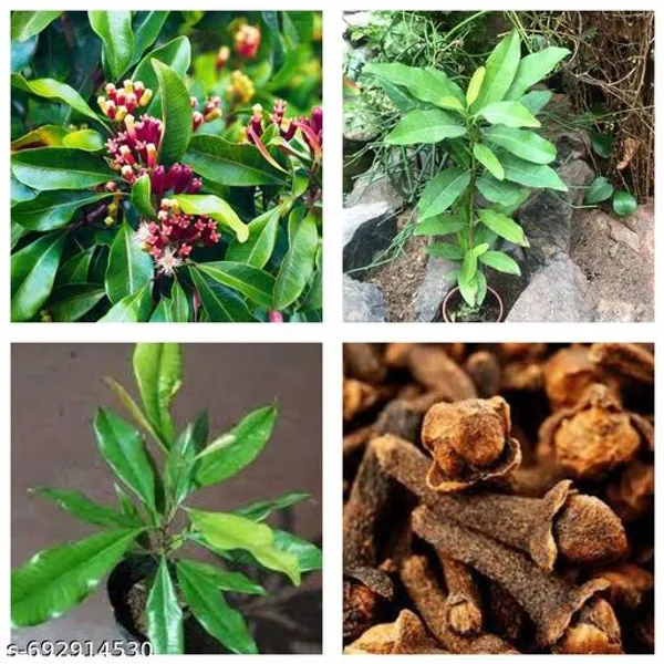 Hybrid_Clove_Live_Plant_Lobongo_Plant