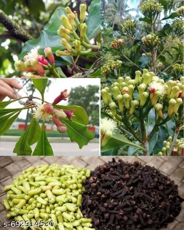Hybrid_Clove_Live_Plant_Lobongo_Plant