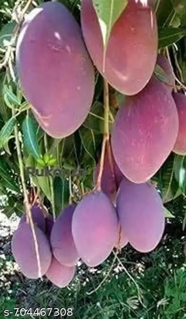 Sweet_Mango_Plant