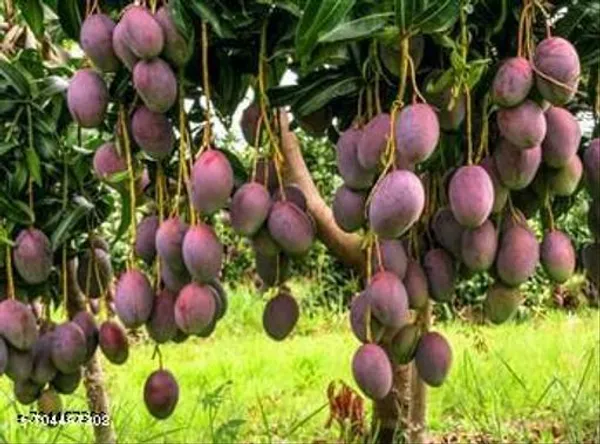 Sweet_Mango_Plant